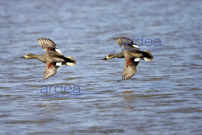 : Gadwall - chasing off rival : Gadwall - chasing off rival