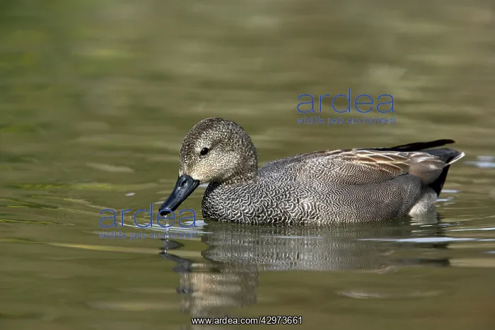 : Gadwall Drake : Gadwall Drake