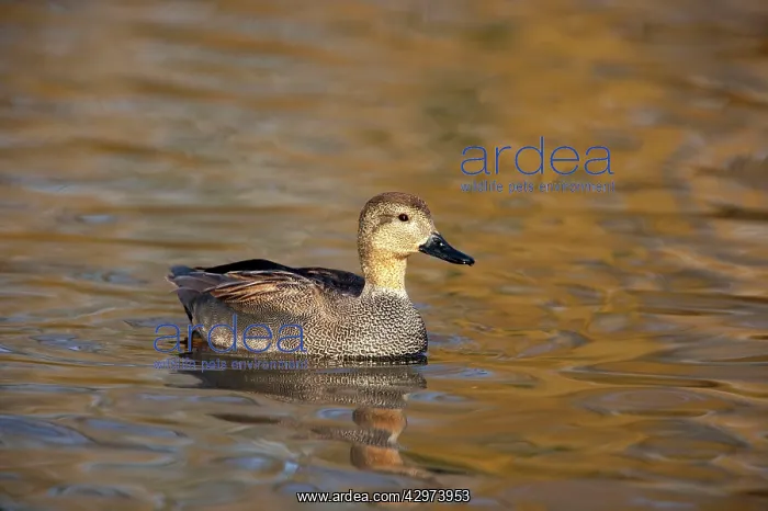 : Gadwall - Drake : Gadwall - Drake