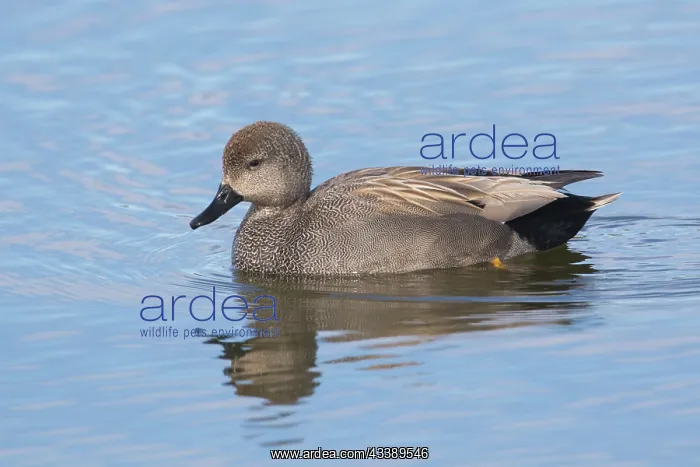 : Gadwall drake : Gadwall drake