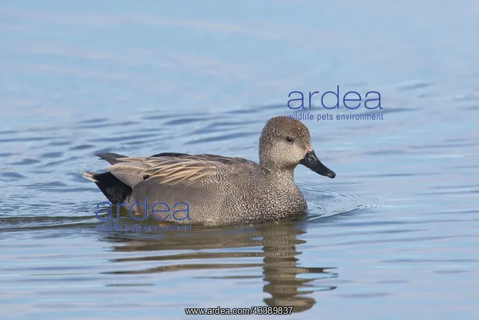  : Gadwall drake