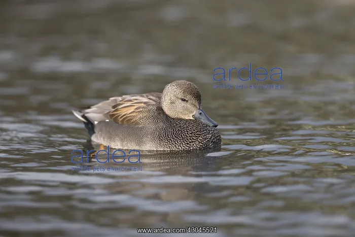 : Gadwall - Drake - Cornwall - UK : Gadwall - Drake - Cornwall - UK