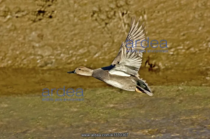 : Gadwall drake in flight : Gadwall drake in flight