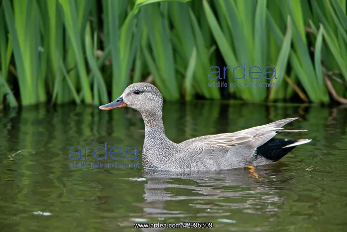 : Gadwall - drake on lake Island of Texel, Holland : Gadwall - drake on lake Island of Texel, Holland