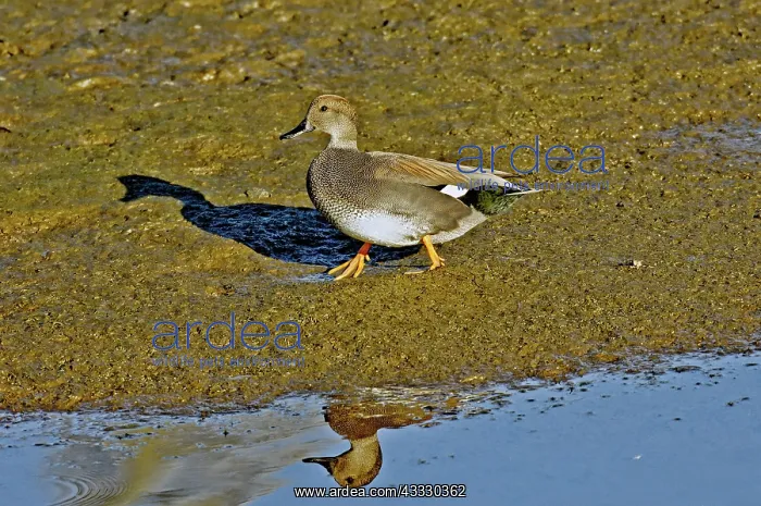  : Gadwall Drake on mudflat