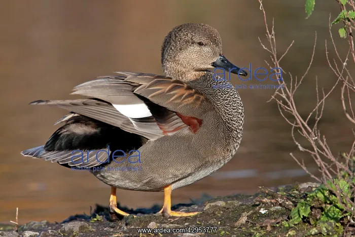 : Gadwall - Drake preening at the edge of a lake : Gadwall - Drake preening at the edge of a lake