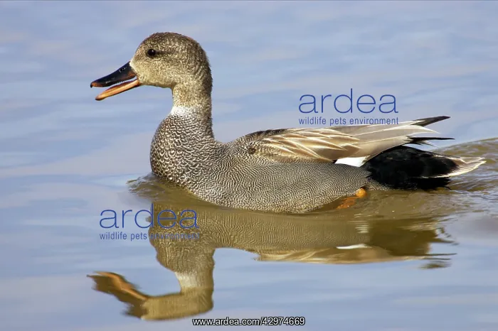 : Gadwall drake - quacking : Gadwall drake - quacking