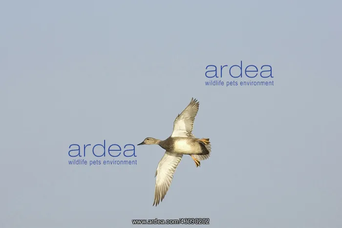 : Gadwall Duck Drake : Gadwall Duck Drake