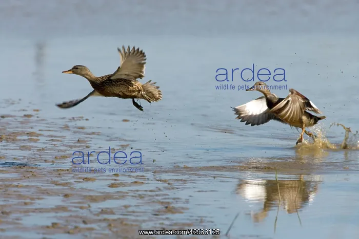 : Gadwall - Duck & Drake lifting off water, lakes & Mudflats : Gadwall - Duck & Drake lifting off water, lakes & Mudflats