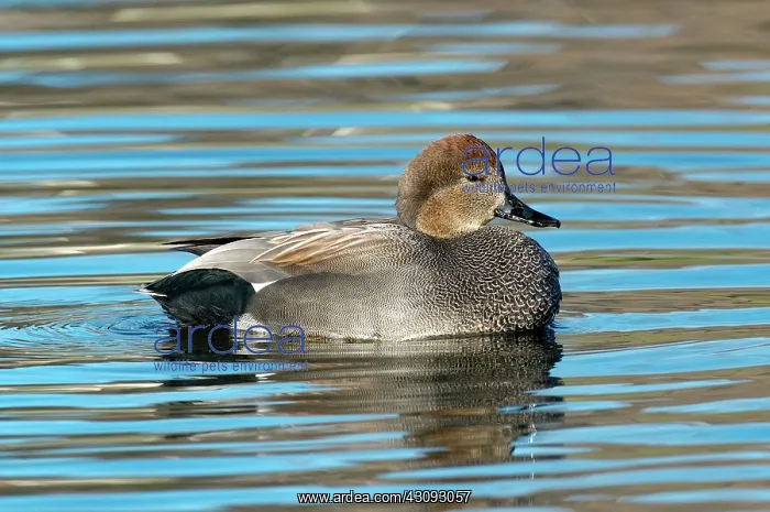  : Gadwall Duck Drake swimming