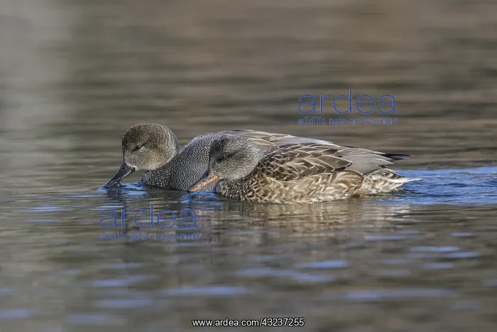 : Gadwall feeding in a small farm pond