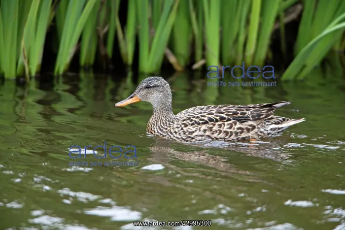: Gadwall - female duck on lake Island of Texel : Gadwall - female duck on lake Island of Texel