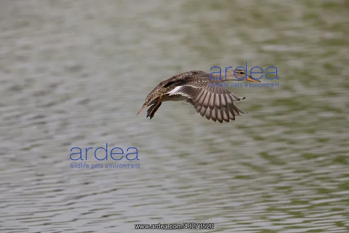 : Gadwall - female in flight : Gadwall - female in flight