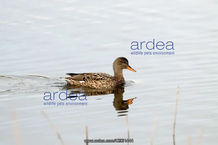 : Gadwall - female - with reflection : Gadwall - female - with reflection