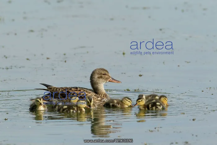: Gadwall - female with young chicks : Gadwall - female with young chicks