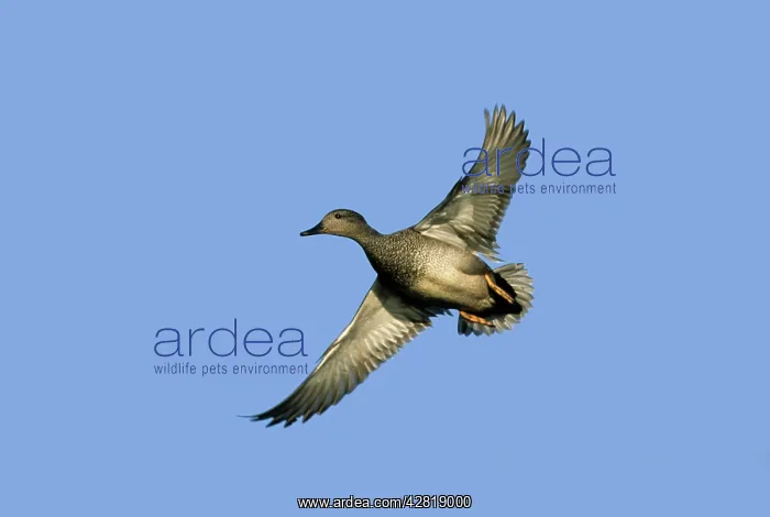 : Gadwall - in flight : Gadwall - in flight