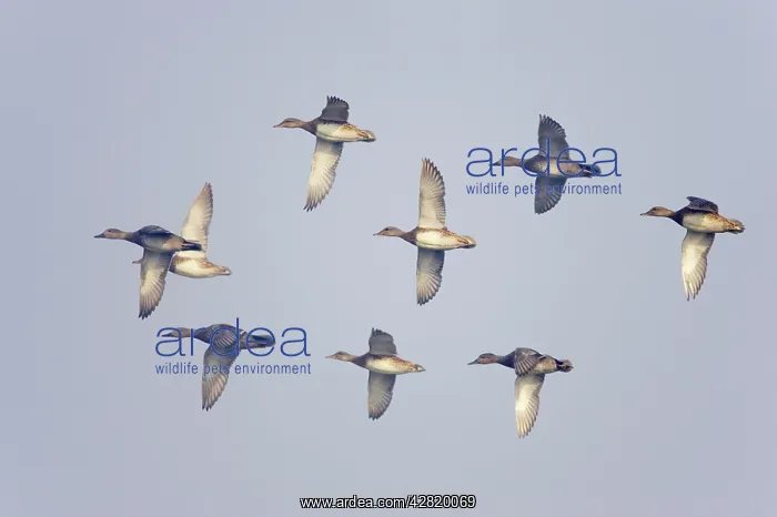  : Gadwall - in flight