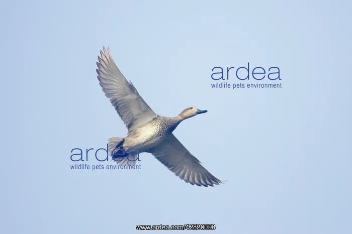 : Gadwall - in flight : Gadwall - in flight