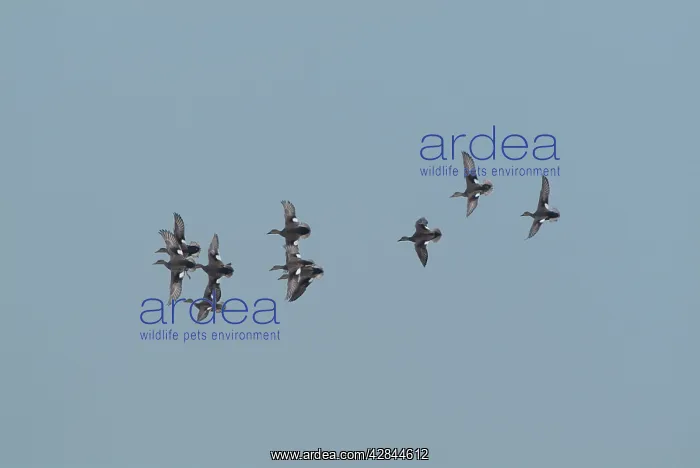 : Gadwall - in flight : Gadwall - in flight