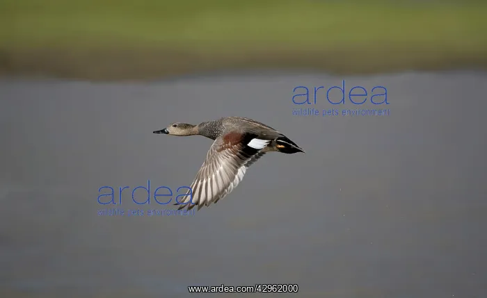 : Gadwall - in flight : Gadwall - in flight