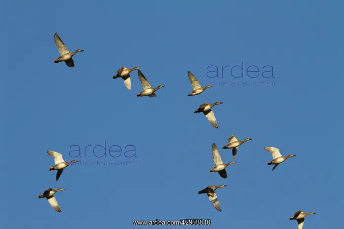 : Gadwall - Flock of birds in flight : Gadwall - Flock of birds in flight