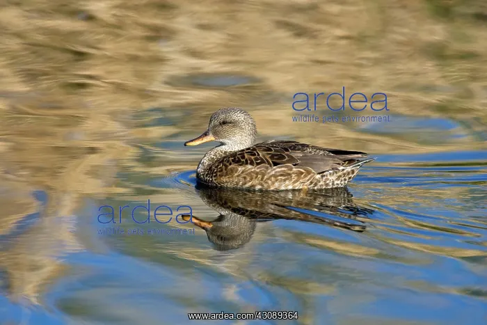 : Gadwall Hen : Gadwall Hen