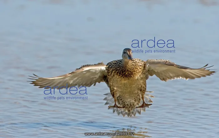  : Gadwall - Landing in on water