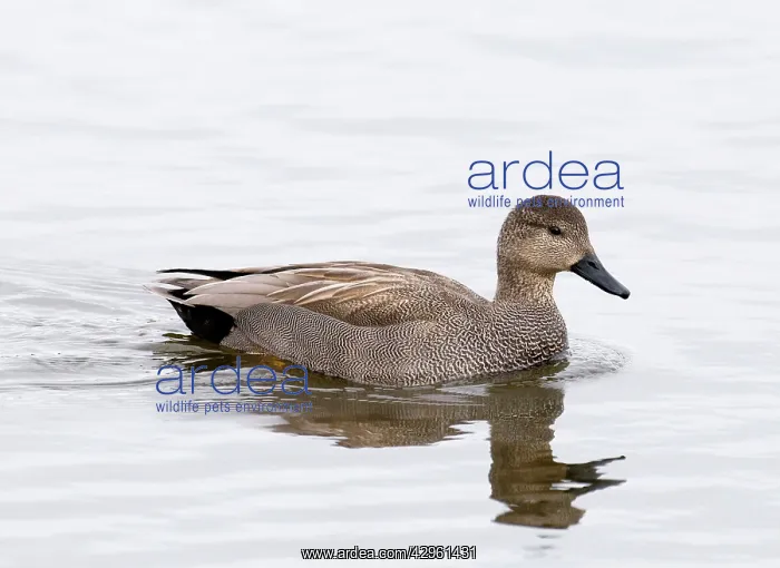 : Gadwall - male : Gadwall - male