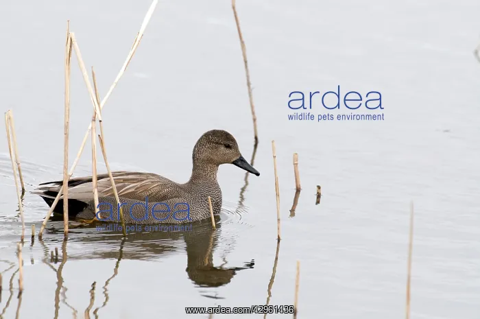 : Gadwall - male : Gadwall - male