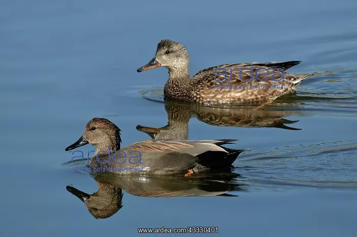 : Gadwall Male & Female swimming : Gadwall Male & Female swimming