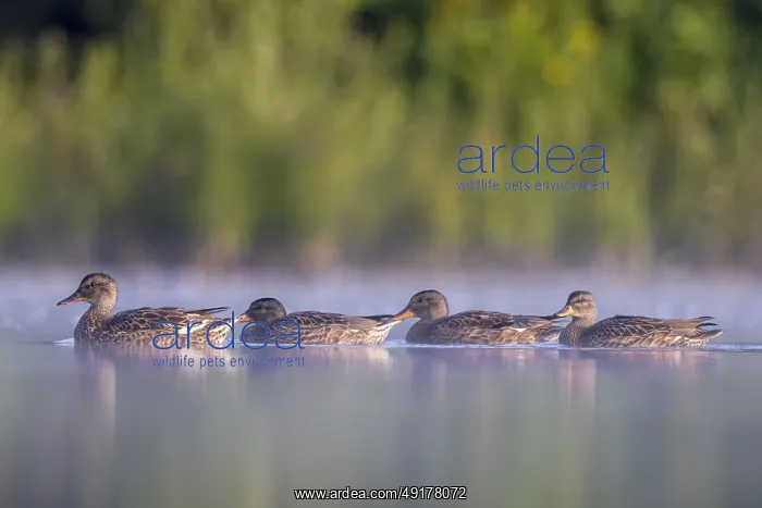 : Gadwall (Mareca strepera) group : Gadwall (Mareca strepera) group
