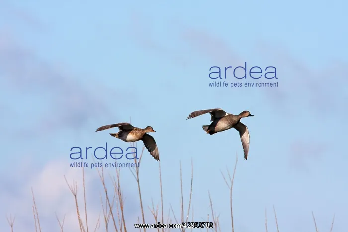 : Gadwall - Pair of birds in flight coming in to land : Gadwall - Pair of birds in flight coming in to land