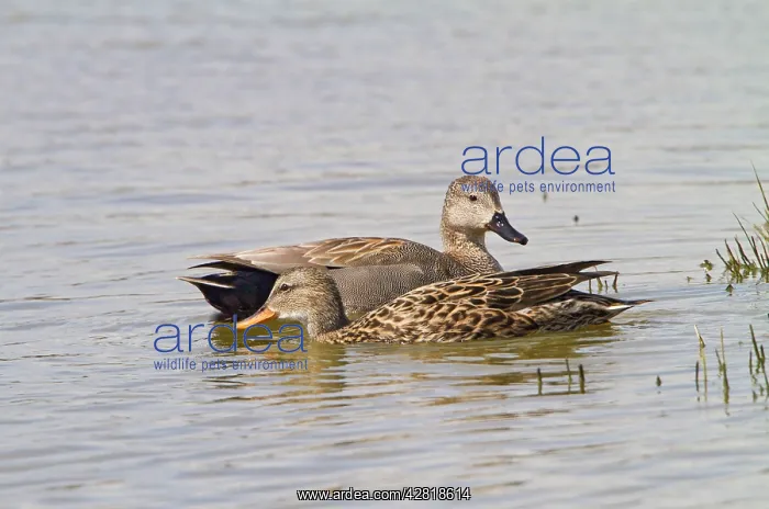 : Gadwall - pair feeding : Gadwall - pair feeding