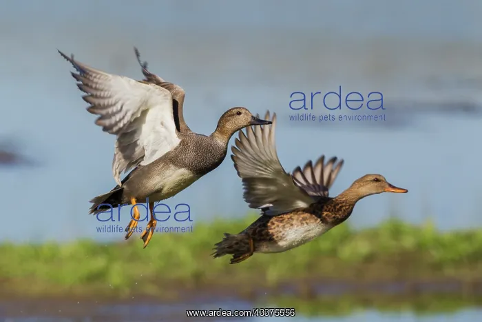 : Gadwall pair flying : Gadwall pair flying