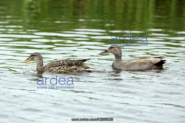 : Gadwall - pair on lake Island of Texel, Holland : Gadwall - pair on lake Island of Texel, Holland