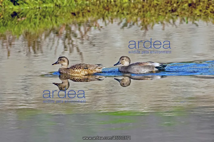 : Gadwall pair swimming together : Gadwall pair swimming together