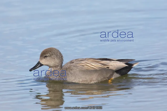 : Gadwall - swimming drake - Germany : Gadwall - swimming drake - Germany