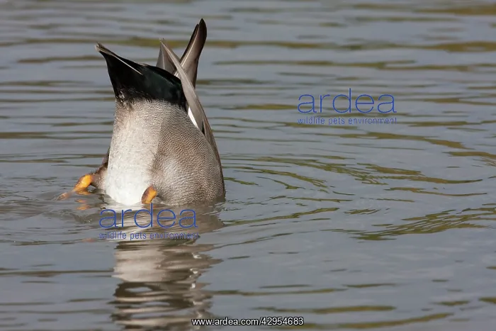 : Gadwall - upended male feeding : Gadwall - upended male feeding