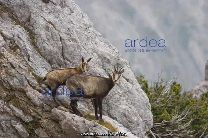 : Gaemse (Rupicapra rupicapra) chamois : Gaemse (Rupicapra rupicapra) chamois