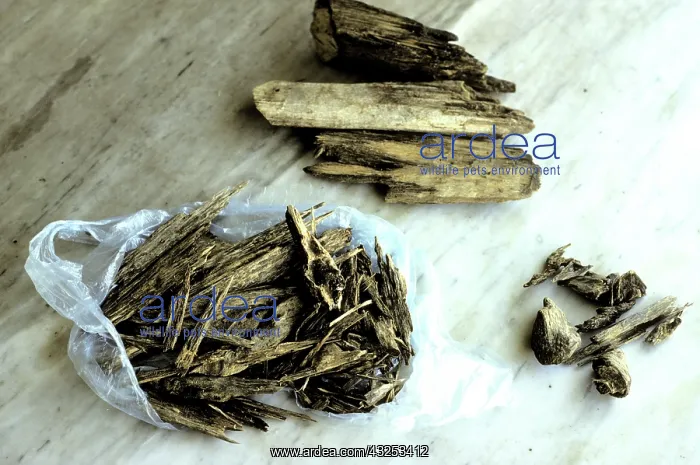  : Gaharu, a valuable resinous, fragrant heartwood of the rare rainforest tree, agarwood 