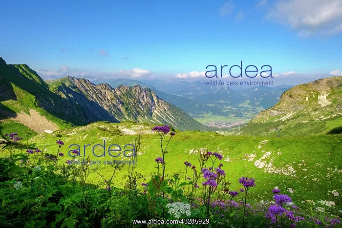 : Gai&, x7e1;lpe am Nebelhorn, Allg&, x4d60;Alps, Oberstdorf : Gai&, x7e1;lpe am Nebelhorn, Allg&, x4d60;Alps, Oberstdorf