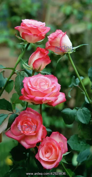  : Gail Borden ROSE