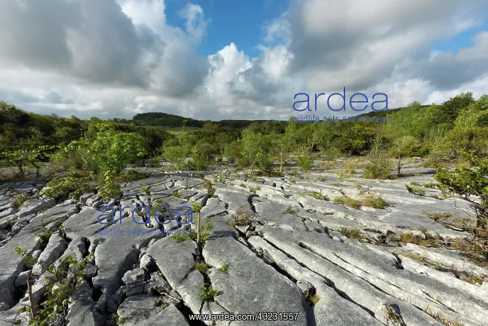  : Gait Barrows - Limestone Pavement - Cumbria - UK