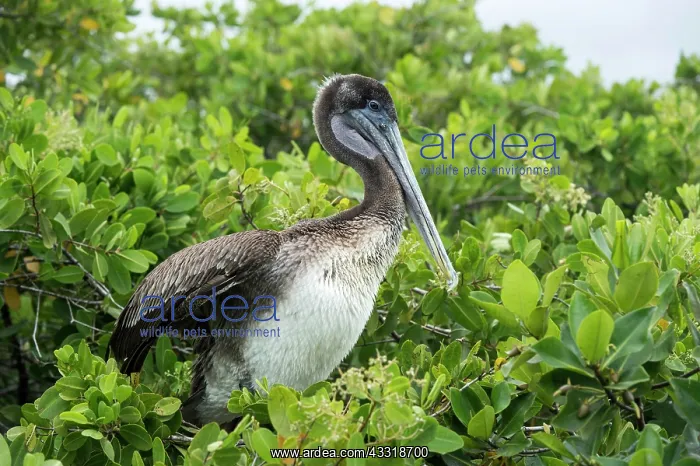 : Gal&, x1c21;gos Brown Pelican (Pelicanus Occidentalis : Gal&, x1c21;gos Brown Pelican (Pelicanus Occidentalis