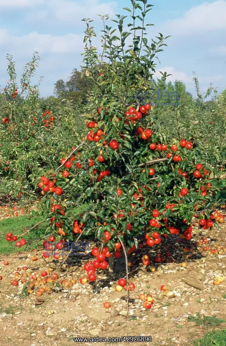  : Gala Apple Tree - fully laden