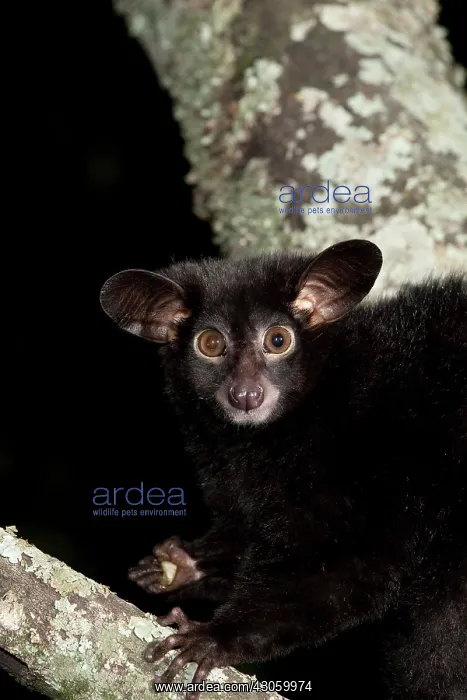 : Galago Bushbaby, Galago senegalensis, sitting : Galago Bushbaby, Galago senegalensis, sitting