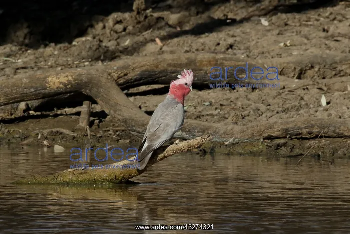  : Galah A4246