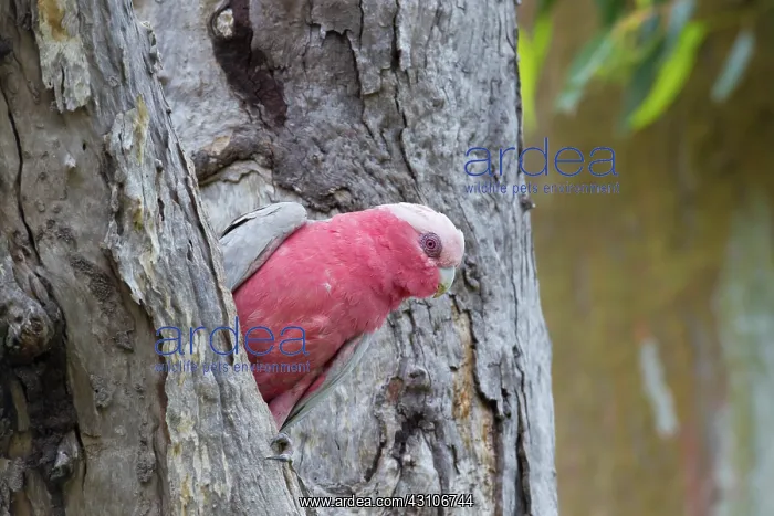 : Galah, Australia : Galah, Australia