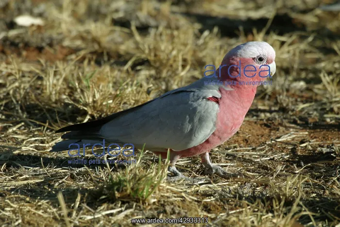 : Galah (Cacatua roseicapilla). Alice Springs Nthn Terr. Australia : Galah (Cacatua roseicapilla). Alice Springs Nthn Terr. Australia