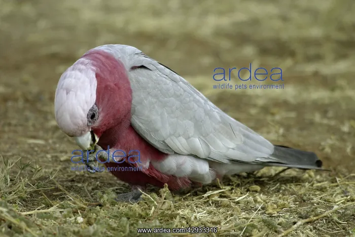 : Galah (Cacatua roseicapilla assimilis). Alice Springs, Nthn Territory, Australia : Galah (Cacatua roseicapilla assimilis). Alice Springs, Nthn Territory, Australia